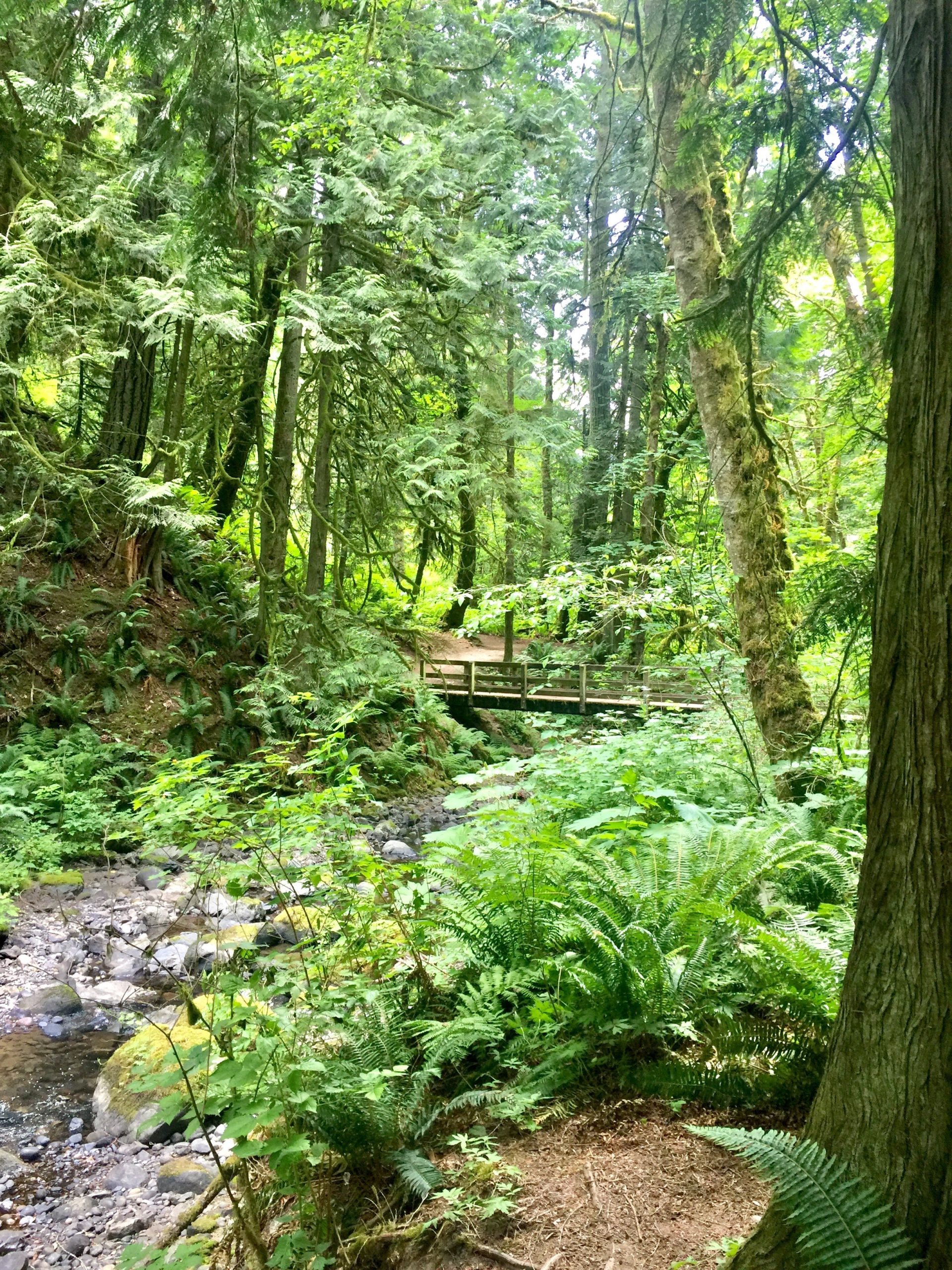 10 Beautiful Easy Hikes For Beginners In Washington • TheJJAdventures